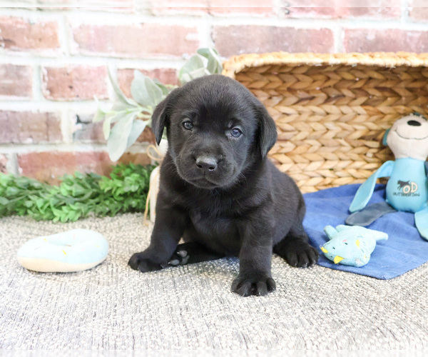 Medium Photo #1 Labrador Retriever Puppy For Sale in SYRACUSE, IN, USA
