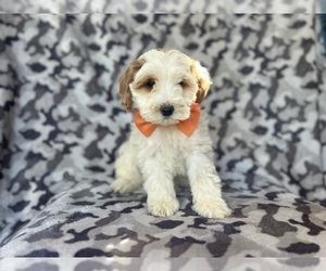 Cock-A-Poo Puppy for sale in LAKELAND, FL, USA
