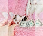 Small #13 Chihuahua