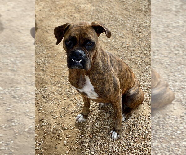 Medium Photo #2 Boxer Puppy For Sale in Austin, TX, USA