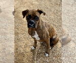 Small #1 Boxer