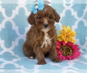 Goldendoodle-Poodle (Miniature) Mix Puppy for sale in CEDAR LANE, PA, USA