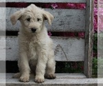 Small Photo #2 Poodle (Miniature)-Siberian Husky Mix Puppy For Sale in FREDERICKSBURG, OH, USA
