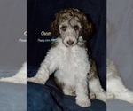Puppy Oscar Poodle (Standard)