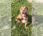 Small #6 American Staffordshire Terrier