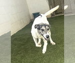 Small #3 Mutt
