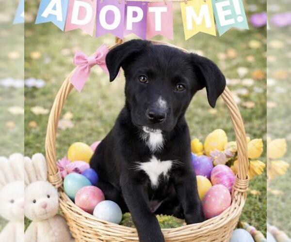 Medium Photo #8 Labrador Retriever-Unknown Mix Puppy For Sale in San Diego, CA, USA