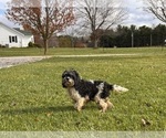 Small Photo #1 Cockapoo (Toy) Puppy For Sale in MIDDLEBURY, IN, USA