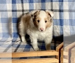 Small #7 Shetland Sheepdog