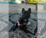 Small French Bulldog