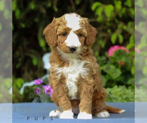 Goldendoodle (Miniature) Puppy for sale in EAST EARL, PA, USA