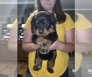 Rottweiler Puppy for sale in FORT HILL, VA, USA