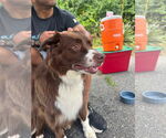 Small #1 Australian Shepherd Mix