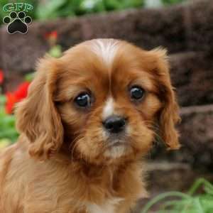 Medium Photo #2 Cavalier King Charles Spaniel Puppy For Sale in KILLINGER, PA, USA