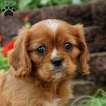 Small Photo #2 Cavalier King Charles Spaniel Puppy For Sale in KILLINGER, PA, USA