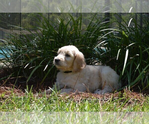 Medium Photo #7 Goldendoodle Puppy For Sale in LIVE OAK, FL, USA