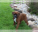 Small #3 Boxer