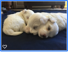 Maltese Puppy for sale in FENTON, MI, USA