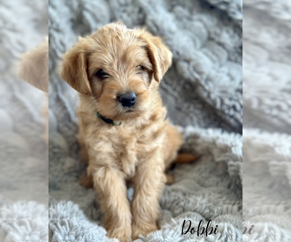 Medium Photo #4 Double Doodle Puppy For Sale in VINEYARD, UT, USA