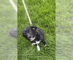 Small #7 Chihuahua Mix