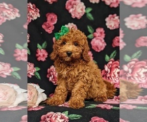 Cavapoo Puppy for sale in KIRKWOOD, PA, USA