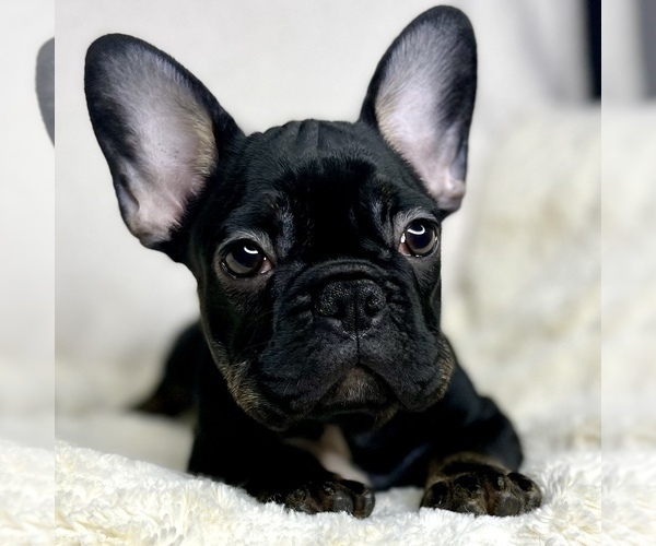 Medium Photo #17 French Bulldog Puppy For Sale in BOTHELL, WA, USA
