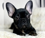 Small Photo #17 French Bulldog Puppy For Sale in BOTHELL, WA, USA