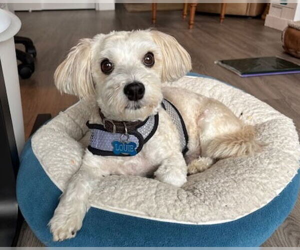 Medium Photo #2 Havanese Puppy For Sale in Bellevue, WA, USA