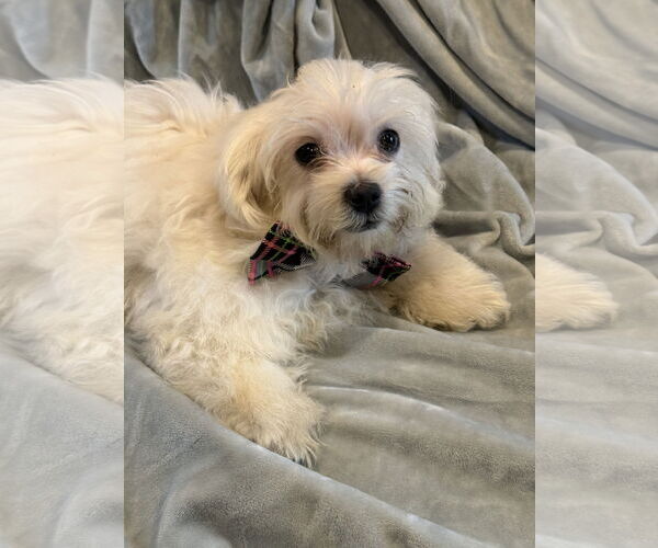 Medium Photo #2 Pekingese-Unknown Mix Puppy For Sale in Rockaway, NJ, USA