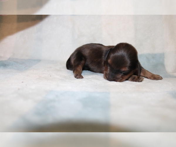 Medium Photo #1 Dachshund Puppy For Sale in BLMGTN, IN, USA