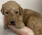 Puppy Pine Goldendoodle (Miniature)