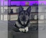 Small #4 German Shepherd Dog