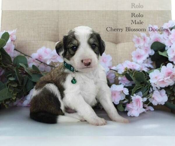 Medium Photo #1 Bordoodle Puppy For Sale in GREENWICH, OH, USA