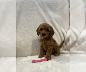 Medium Cockapoo (Miniature)