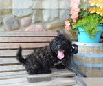 Small Photo #4 Bernedoodle-Poodle (Miniature) Mix Puppy For Sale in GREENWOOD, WI, USA