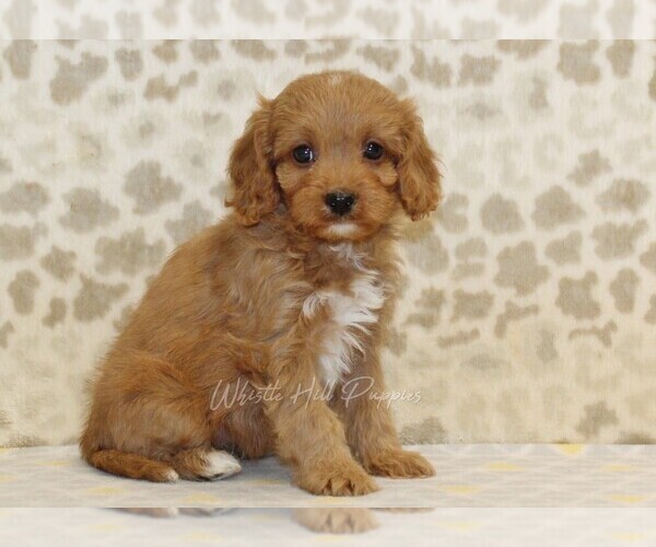 Medium Photo #3 Cavapoo Puppy For Sale in DENVER, PA, USA