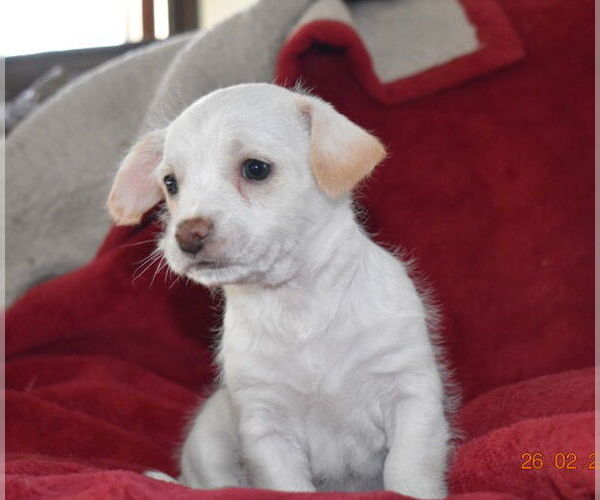 Medium Photo #1 Mutt Puppy For Sale in Grafton, WI, USA