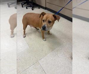 Labrador Retriever-Unknown Mix Dogs for adoption in Conroe, TX, USA
