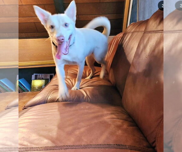 Medium Photo #1 Australian Kelpie-Labrador Retriever Mix Puppy For Sale in Marina Del Rey, CA, USA