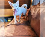 BARBIE - Female Australian Kelpie-Labrador Retriever Mix Dog for Adoption - Small photo