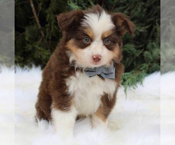 Medium Photo #2 Australian Shepherd Puppy For Sale in DUNDEE, NY, USA