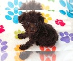 Small #11 Cockapoo (Toy)-Poodle (Toy) Mix