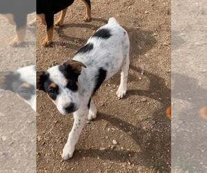 Australian Cattle Dog Dogs for adoption in MENIFEE, CA, USA