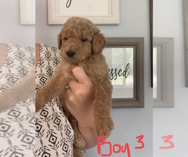 Medium Photo #1 Goldendoodle Puppy For Sale in MONTICELLO, IN, USA