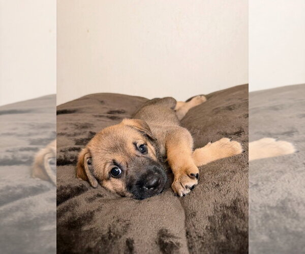 Medium Photo #1 German Shepherd Dog Puppy For Sale in Minneapolis, MN, USA