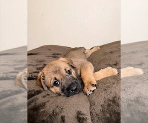 German Shepherd Dog Dogs for adoption in Minneapolis, MN, USA