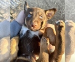 Small #11 Australian Kelpie