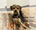 Small Mutt