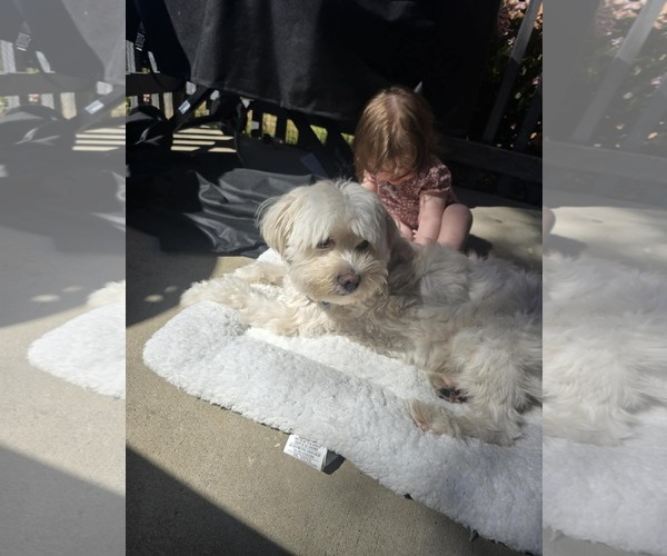 Medium Photo #9 Maltese-Unknown Mix Puppy For Sale in Escondido, CA, USA