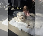 Small #8 Maltese Mix